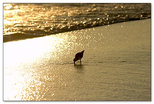 Beaches of South Walton Photograph