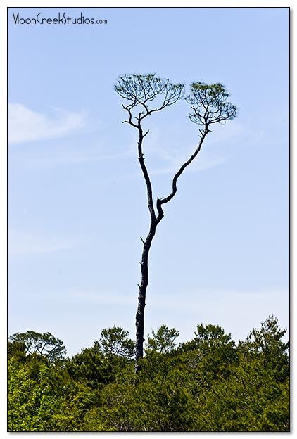 Beaches of South Walton Photograph