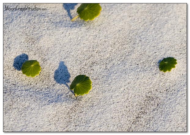 Beaches of South Walton Photograph