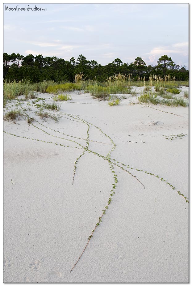 Beaches of South Walton Photograph