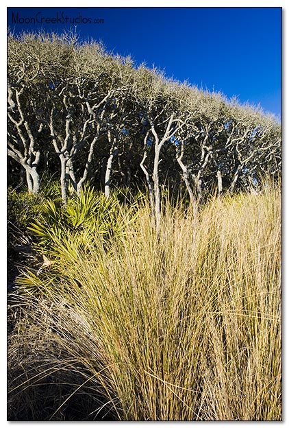 Beaches of South Walton Photograph