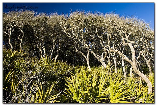 Beaches of South Walton Photograph