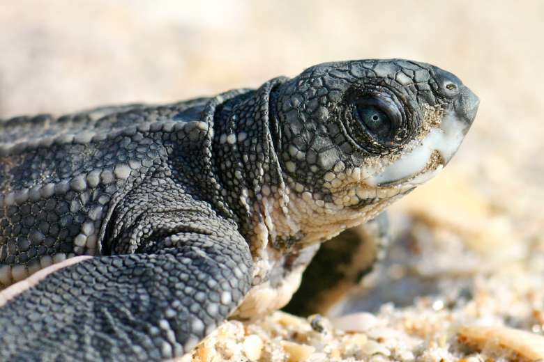 leatherback-fwc-2000.jpg