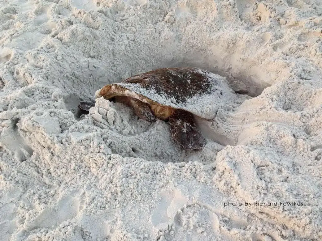 South Walton Turtle Watch Rescue