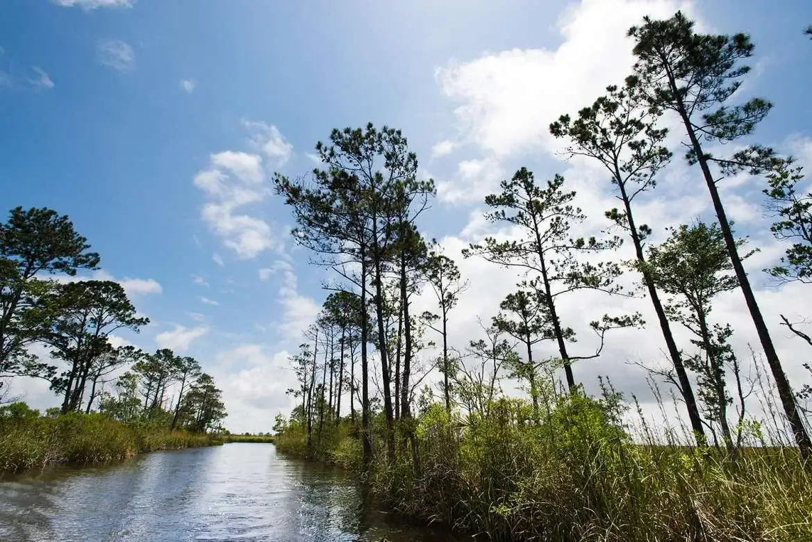 Apalachicola River Cruise with Captain Gill