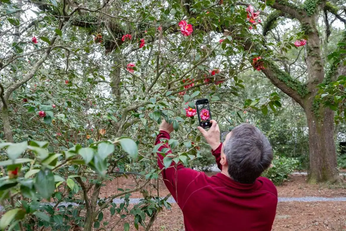 Camellia Festival At Eden Gradens State Park 2024 Photos