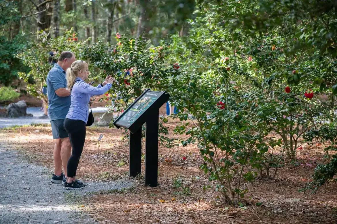 Camellia Festival at Eden Gardens State Park 2025 Photos