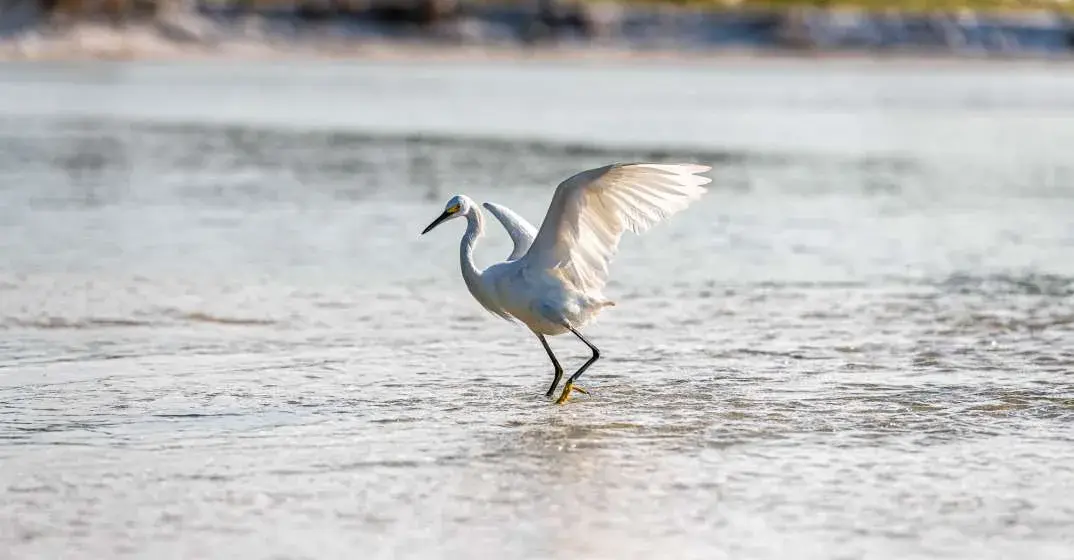 Share The SoWal Shore With Sea Turtles And Shorebirds