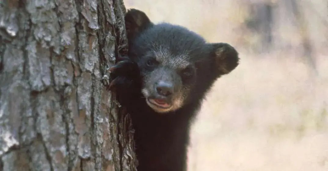 Bears In Unexpected Places In Walton County, Florida