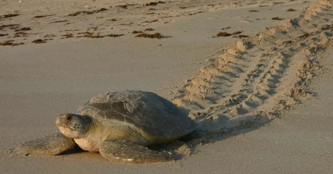 South Walton Sea Turtle Season Begins May 1st And Spans The Summer