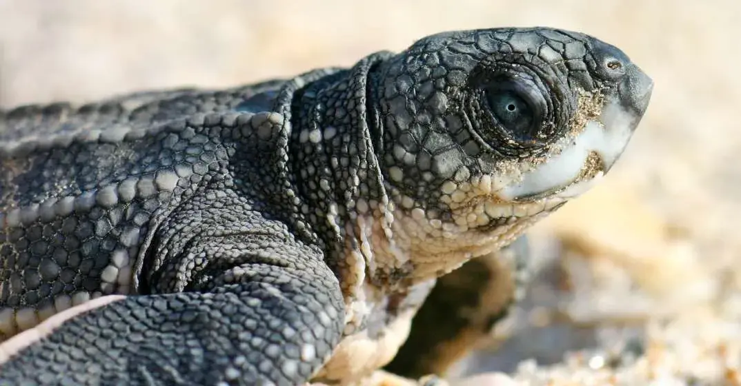 Help Sea Turtles Survive: Tips On Helping Hatchlings