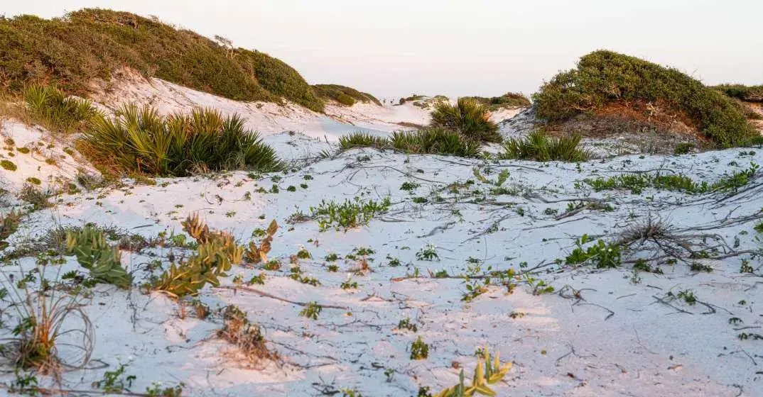 Tour Grayton Beach State Park With Florida Wildlife Federation October 3, 2026