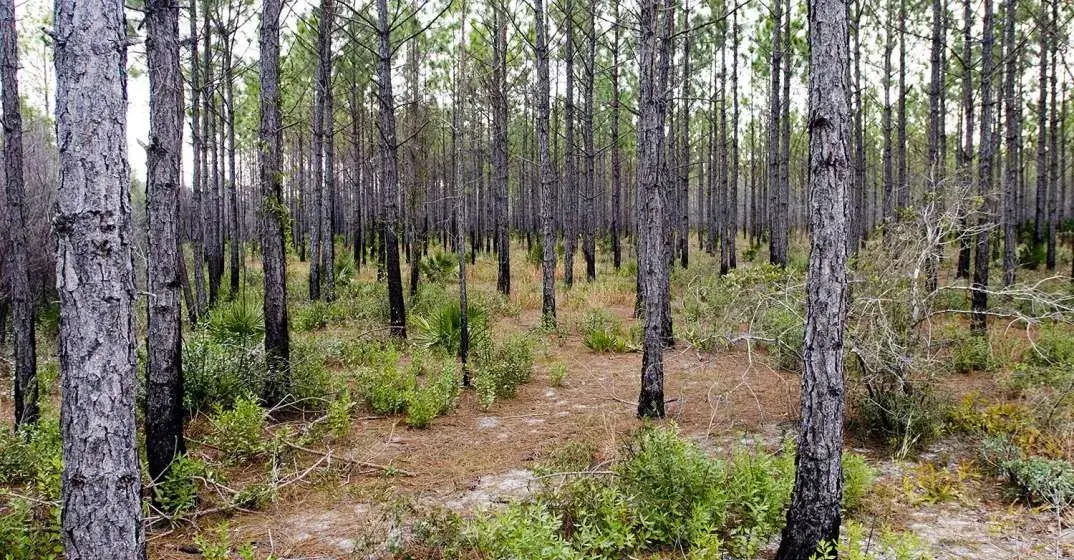 Saint Rose: How Santa Rosa Beach Got Its Name