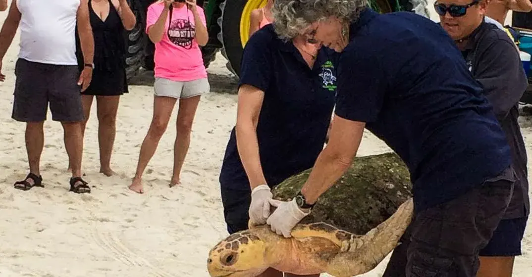 Rescued Loggerhead Sea Turtle Returns to the Gulf