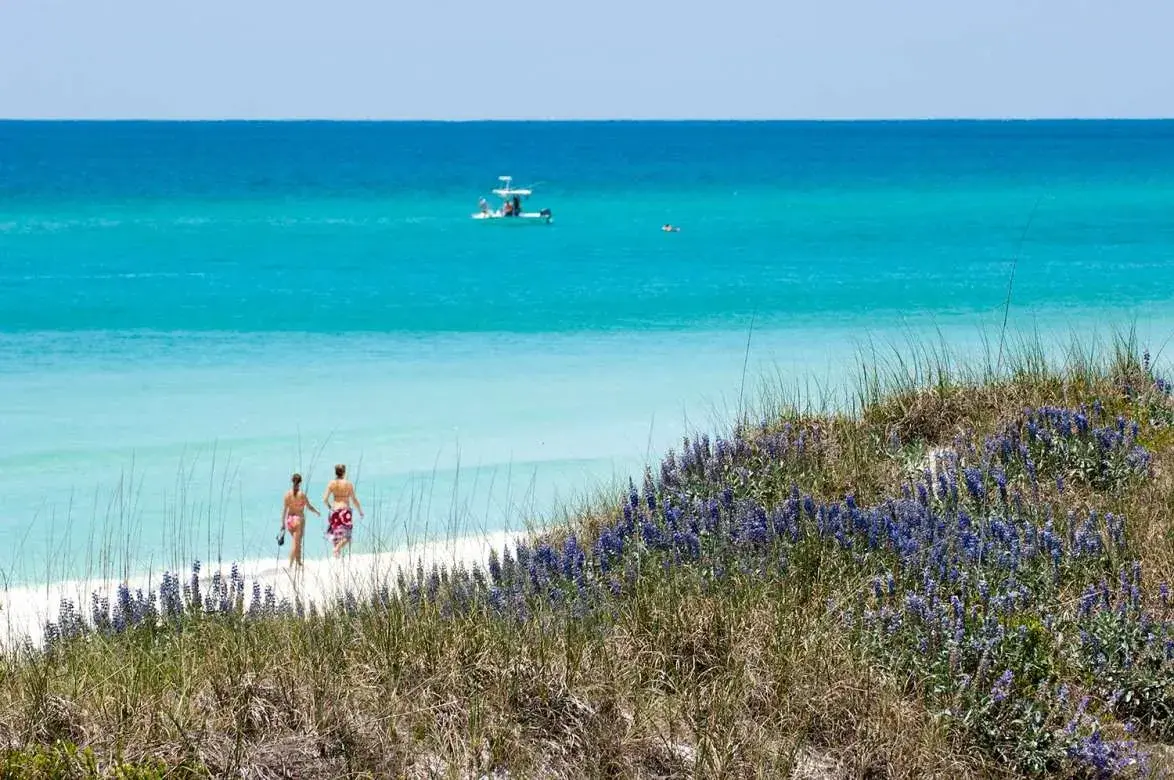 Blue Lupine South Walton Springtime