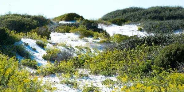 St. Andrews State Park