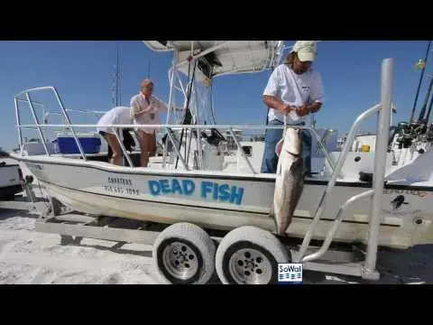 Dead Fish Charters Cobia Day Video