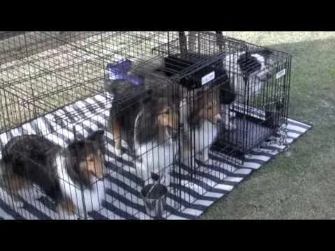 Alaqua Animal Refuge – 3rd Annual Open House Video