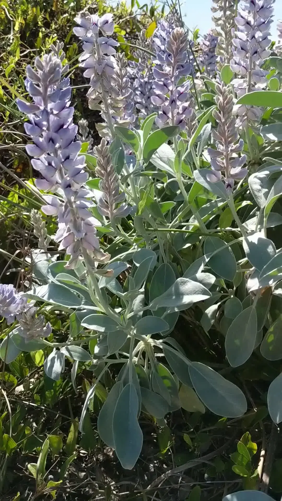 Dune Lupine On The Gulf