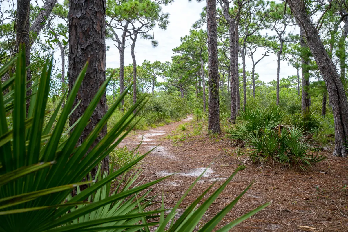 Longleaf Greenway Trail