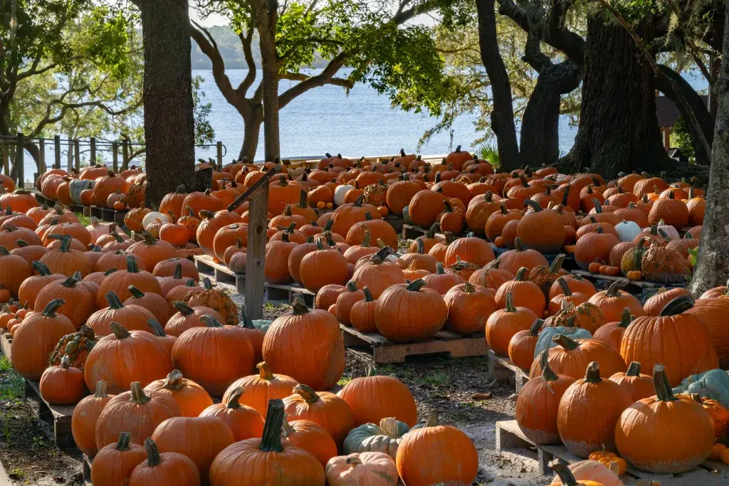 Support Our Parks: The 2026 Friends of Camp Helen Pumpkin Patch Is Open