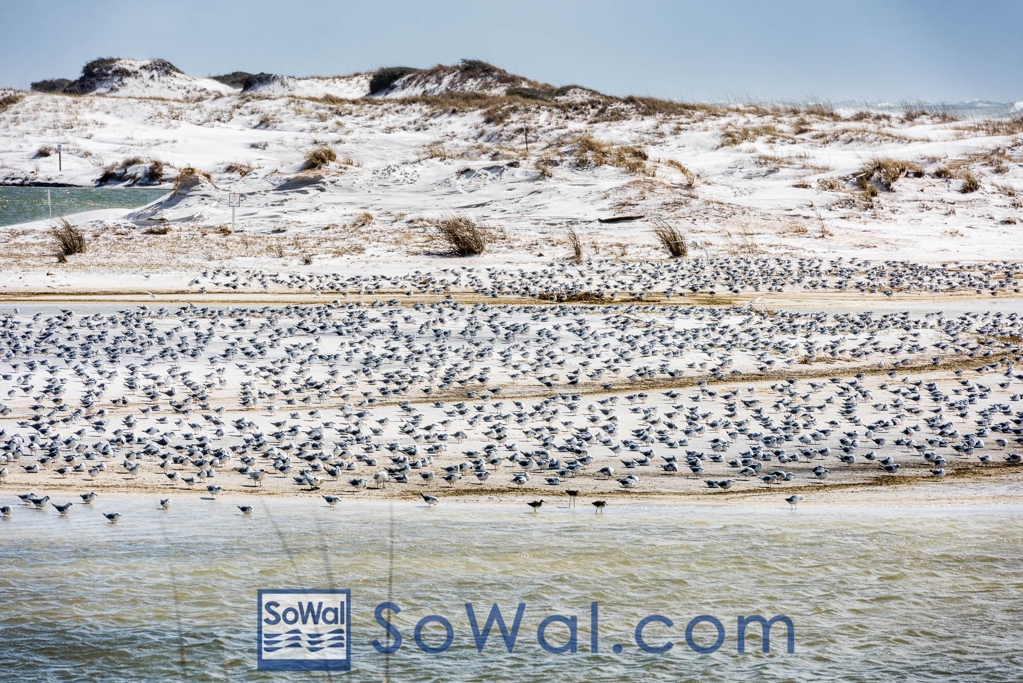 160224-grayton-002-sowal-2000.jpg