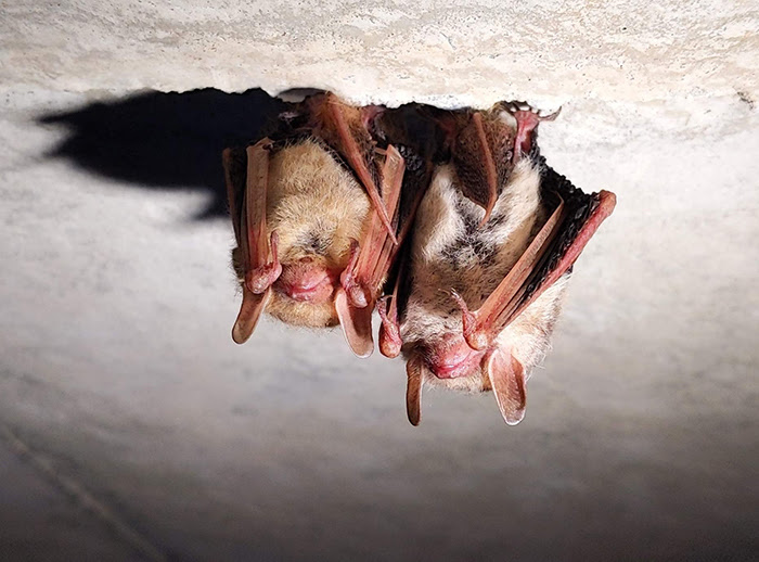 bats-fwc.jpg