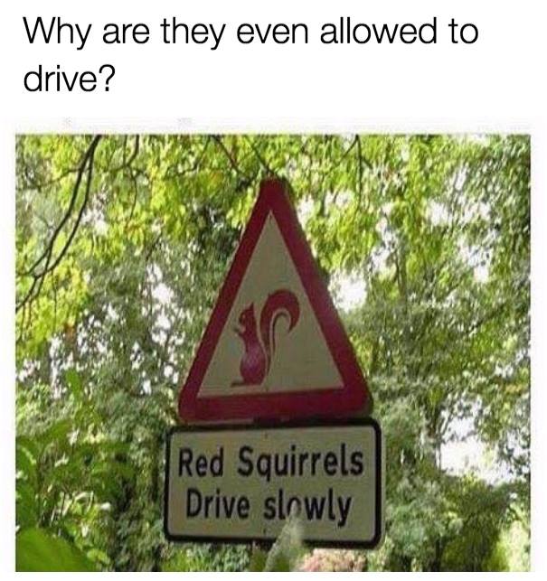 Red Squirrels.jpg