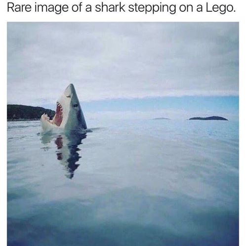 Shark.JPG