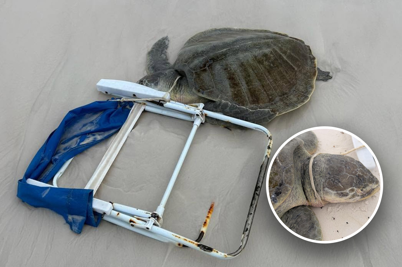 turtle.jpg