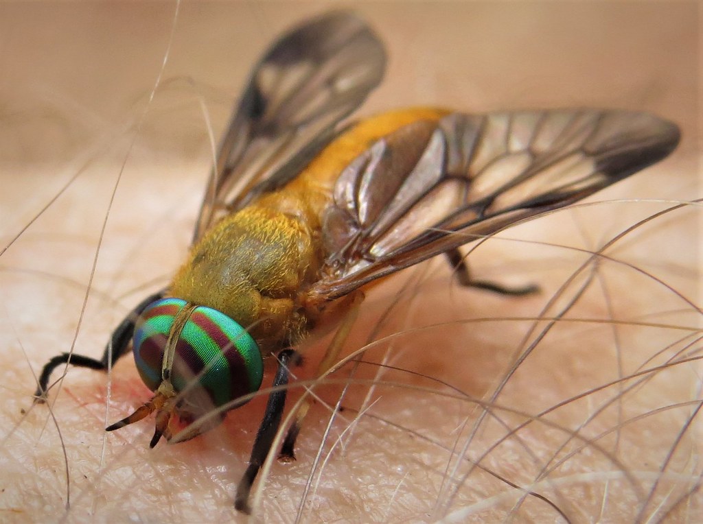 Yellow Fly(1).jpg