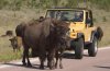 south-dakota-buffalo-state-park.jpg