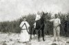 Ed Walline in front of sugar cane WM (Large).jpg