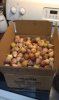 figs.jpg