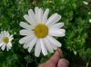 220px-Tanacetum_cinerariifolium1.jpg