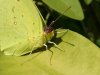 Clouded Sulphur - (Colias philodice)2.jpg