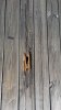 wood1.jpg