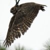owl4.jpg