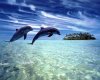 Dolphins 1.jpg