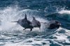 Southern Star Dolphins.jpg