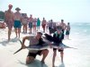 sailfish.jpg