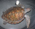 Green  Sea Turtle (Large).jpg