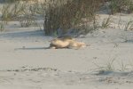 2 FOTHPSP Kemps Ridley at Topsail Hill Preserve State Park.jpg