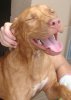 WCASJan202011RedPitTerrierMixFrenzie1.jpg