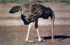 ostrich_head_in_ground_full.jpg