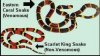 coral snake.jpg coral snake.jpg