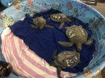 gulf world marine institute cold stunned turtles 2018.JPG