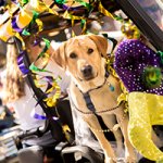 MardiGras_Dog.jpg