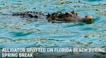 beachfriends7gator.jpg