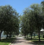oak lined blvd.jpg